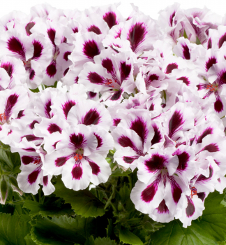 Pelargonie velkokvt ARISTO PURPLE STRIPES, kont. 0,3 l