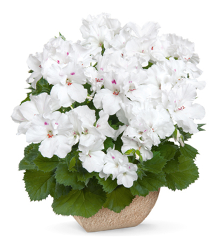 Pelargonie velkokvt ARISTO WHITE, kont. 0,3 l