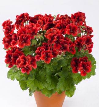 Pelargonie velkokvt CANDY FLOWERS BRIGHT RED, kont. 0,3 l