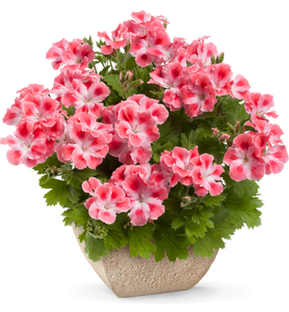 Pelargonie velkokvt CANDY FLOWERS PEACH CLOUD, kont. 0,3 l