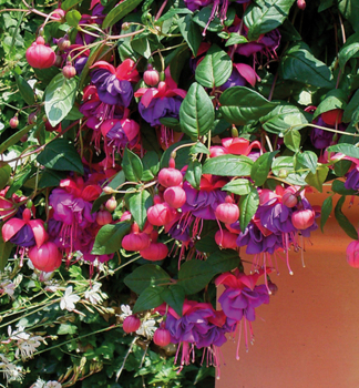 Fuchsia BLUE EYES, kont. 0,3 l