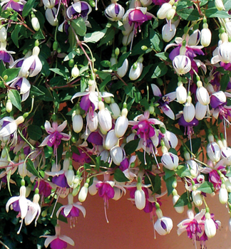 Fuchsia LA CAMPANELLA, kont. 0,3 l