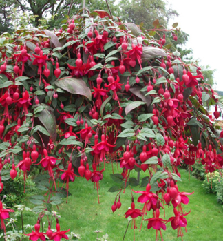 Fuchsia �MARINKA�, kont. 0,5 l