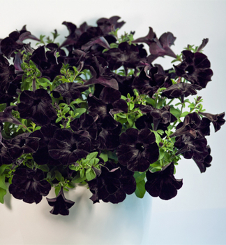 Petunie vzpmen CRAZYTUNIA BLACK MAMBA, kont. 0,3 l