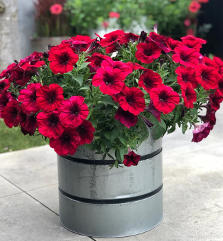 Petunie vzp��men� �CRAZYTUNIA� RED BLUES�, kont. 0,5 l