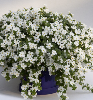 Bakopa p�evisl� �YAKIMA�GIGA WHITE�, kont. 0,5 l