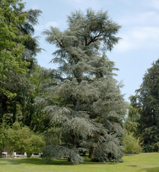 Cedr libanonsk GLAUCA 50-60 cm, kont. 3 l
