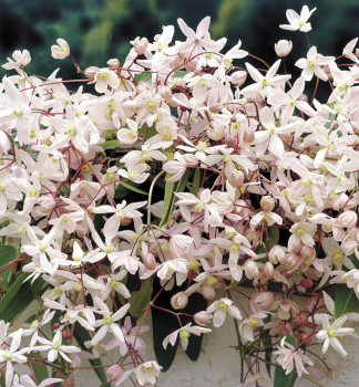 Plamnek stlezelen APPLE BLOSSOM 50-60 cm, kont. 1,6 l, vyvzan