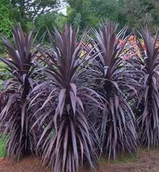 Drainka RED STAR (Cordyline australis) 30-40 cm, kont. 3 l