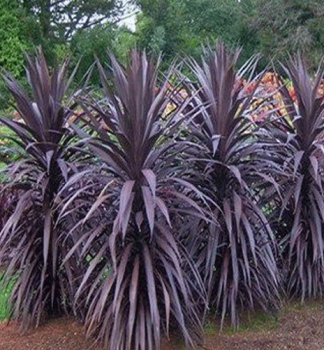 Drainka RED STAR (Cordyline australis) 40-50 cm, kont. 3 l