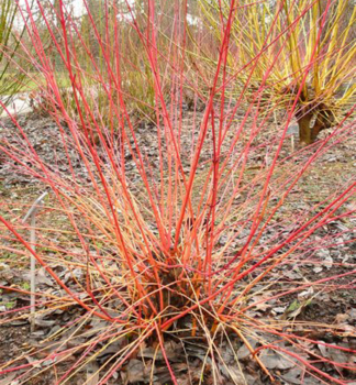 Svda krvav ANNYS WINTER ORANGE 50-60 cm, kont. 2 l
