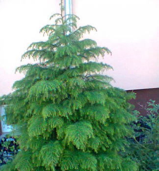 Obrzok (5)
