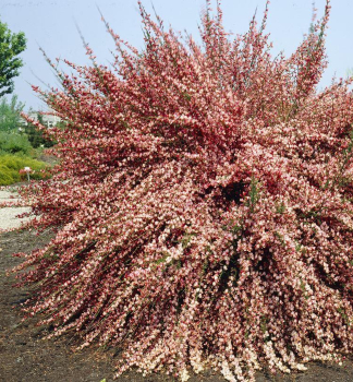 ilimnk ZEELANDIA 20-30 cm, kont. 1,5 l