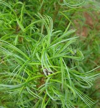 Obrzok (8)