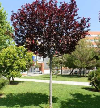 Okrasn slivo NIGRA na kmnku 120 cm, kont. 10 l