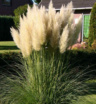 Kortadrie - pampov trva bl PUMILIA 30-40 cm, kont. 2 l