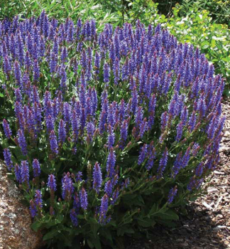 �alv�j hajn� �BLUE FIELD� kont. 0,5 l