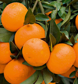 Mandarinkovník ´CALAMONDINO´ s plody, na kmínku 10 cm, kont. 1,5 l