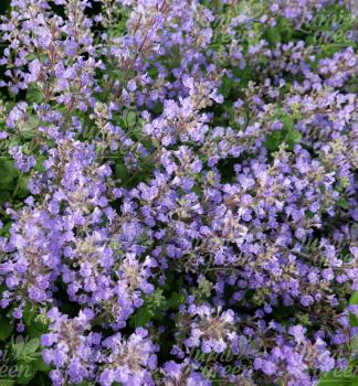 Obrzok (7)