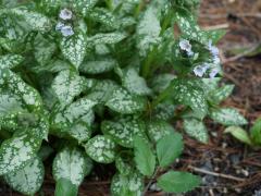 Obr�zok (2)