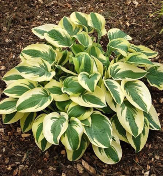 Hosta (Bohyka) BRIM CUP kont. 0,5 l