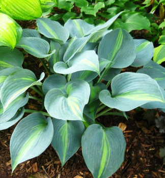 Hosta (Bohyka) DREAM QUEEN kont. 0,5 l