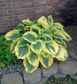 Hosta (bohyka) LIBERTY kont. 1 l