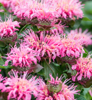 Zavinutka podvojn� �BEE�LIEVE�, kont. 0,5 l