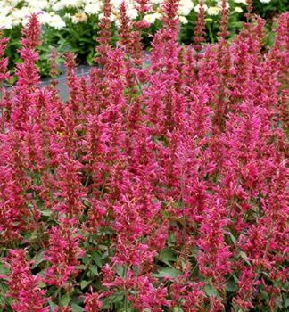 Agastache hybridn MORELLO kont. 0,5 l