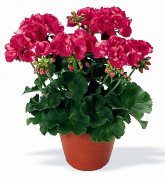 Pelargonie vzpmen SHOCKING PINK, kont. 0,3 l
