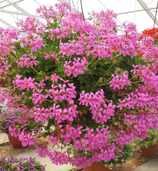 Pelargonie pevisl VILLE DE PARIS LILA, kont. 0,3 l