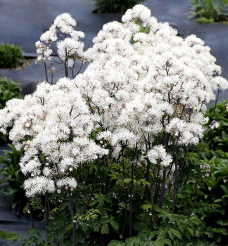 �lu�ucha orl��kolist� �NIMBUS WHITE��, kont. 1 l