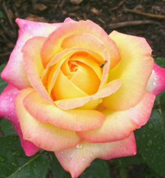 Růže stromková ´PEACE´ na kmínku 100 cm, kont. 7 l