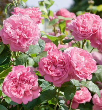 Růže velkokvětá keřová ´MARY ROSE®´ ** 30-40 cm, kont. 2 l
