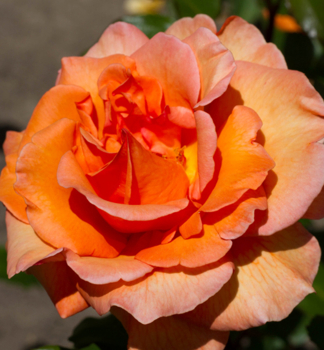Růže velkokvětá keřová ´DORIS TYSTERMAN´ * 30-40 cm, kont. 3 l