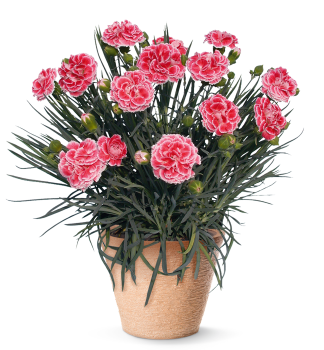 Hvozdk PERFUME  PINKS CORAL REEF, kont. 0,3 l