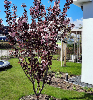 Okrasn slivo NIGRA 40-50 cm, kont. 2 l