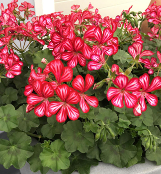 Pelargonie pevisl MEXICA RUBY, kont. 0,3 l