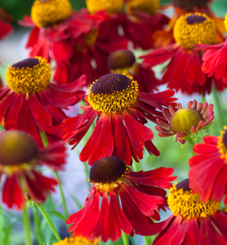 Helenium MOERHEIM BEAUTY kont. 0,5 l