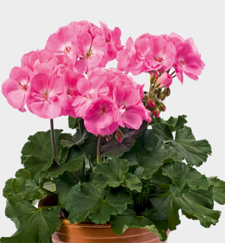 Pelargonie vzpmen ROSITA, kont. 0,3 l