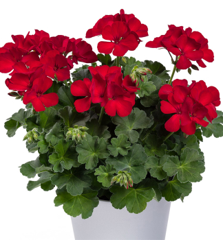 Pelargonie hybridn CASSIOPEIA, kont. 0,3 l