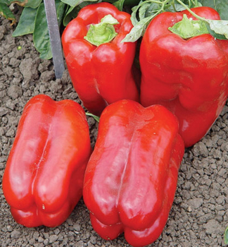 Paprika velkoplodá červená ´LAMUYO´ 10-15 cm, kont. 0,3 l