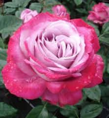 Růže velkokvětá keřová ´BLUE RIVER®´* 20-30 cm, kont. 3 l