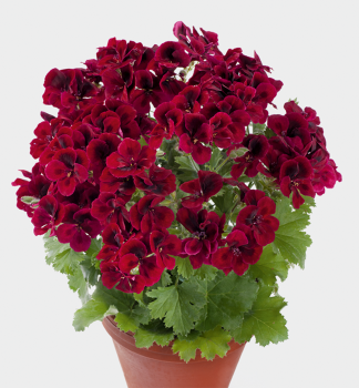 Pelargonie velkokvt CANDY FLOWERS DARK RED, kont. 0,3 l