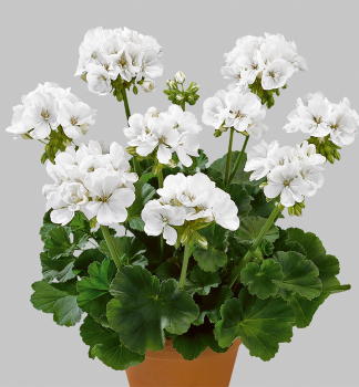 Pelargonie vzp��men� �CLARA��, kont. 0,5 l