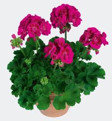 Pelargonie vzpmen FLOWER FAIRY BERRY, kont. 0,3 l