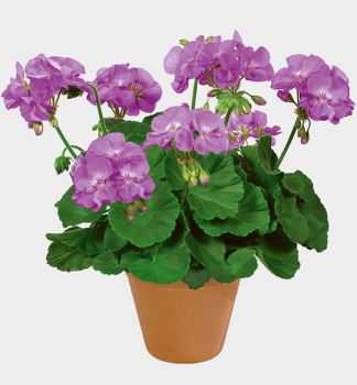 Pelargonie vzpmen BLUE WONDER, kont. 0,3 l