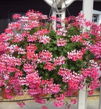 Pelargonie pevisl VILLE DE PARIS BICOLOR, kont. 0,3 l