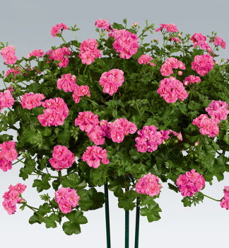 Pelargonie pevisl PINK SYBIL, kont. 0,3 l