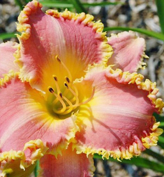 Denivka hybridn HEAVENLY PINK FANG, kont. 1 l